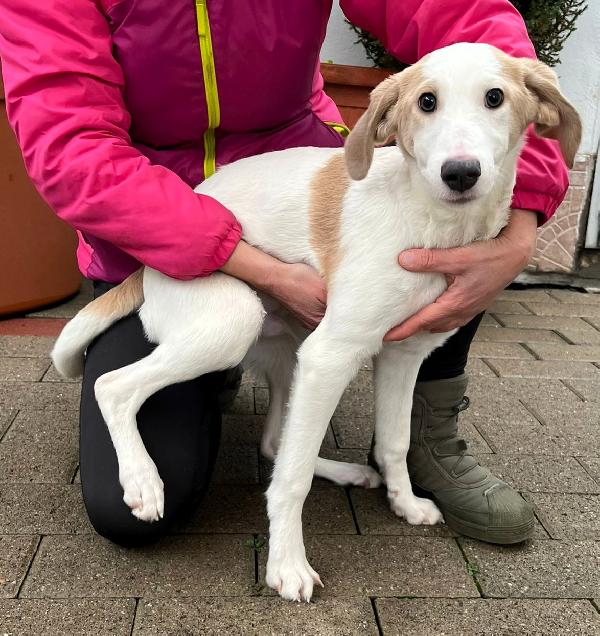 OLAF ADORABILE CUCCIOLO Foto 3